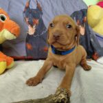 Wolke-male-hungarian-vizsla-puppy-for-sale- (2)