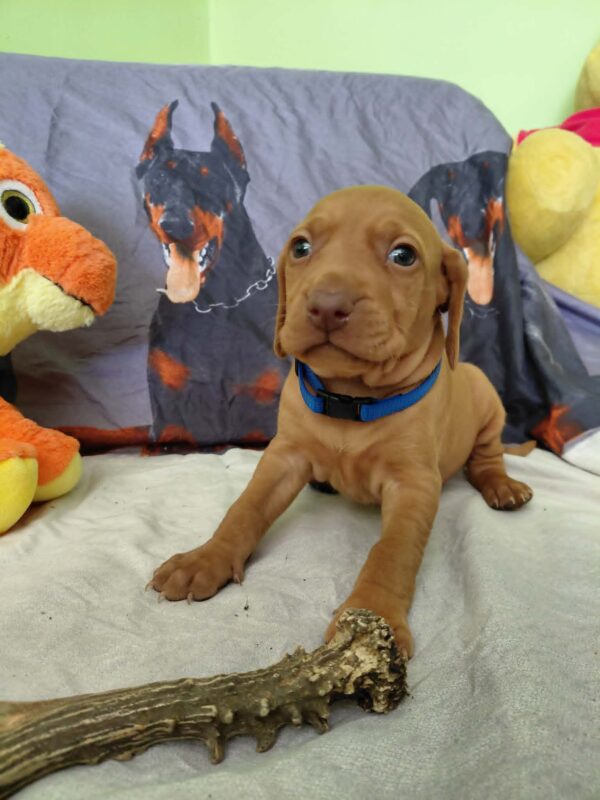 Wolke Hungarian Vizsla Wolke Hungarian Vizsla
