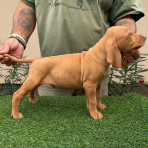 Wolke Hungarian Vizsla Wolke Hungarian Vizsla
