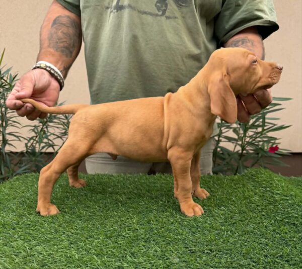 Wolke Hungarian Vizsla Wolke Hungarian Vizsla