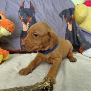 Wolke Hungarian Vizsla Wolke Hungarian Vizsla