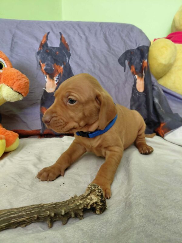 Wolke Hungarian Vizsla Wolke Hungarian Vizsla