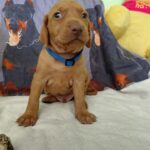 Wolke-male-hungarian-vizsla-puppy-for-sale- (4)