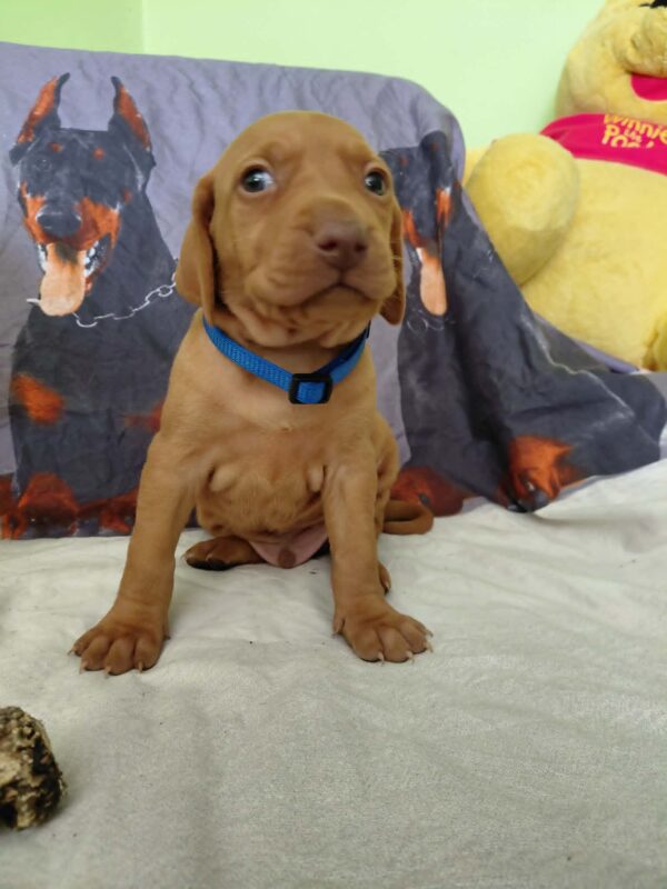 Wolke Hungarian Vizsla Wolke Hungarian Vizsla