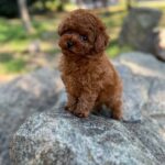Xia-female-Poodle-puppy-for-sale-1
