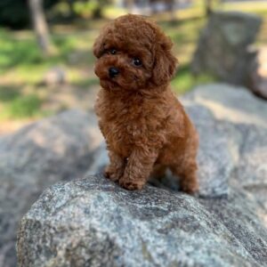 Xia Toy Poodle Xia Toy Poodle