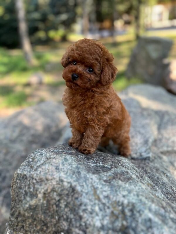 Xia Toy Poodle Xia Toy Poodle