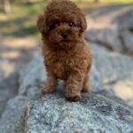 Xia-female-Poodle-puppy-for-sale-2