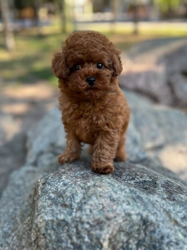 Xia Toy Poodle Xia Toy Poodle