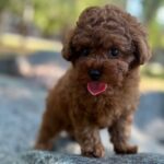 Xia-female-Poodle-puppy-for-sale-3