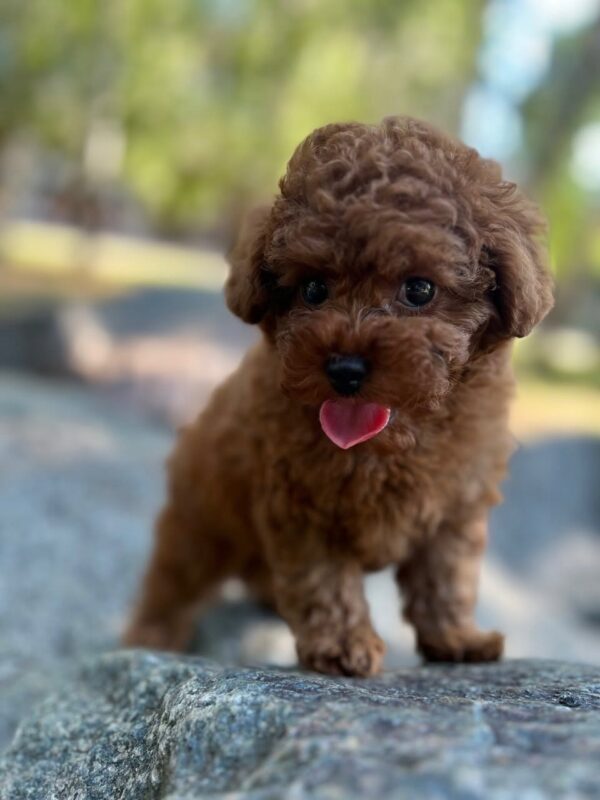Xia Toy Poodle Xia Toy Poodle