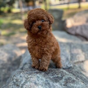 Xia Toy Poodle Xia Toy Poodle