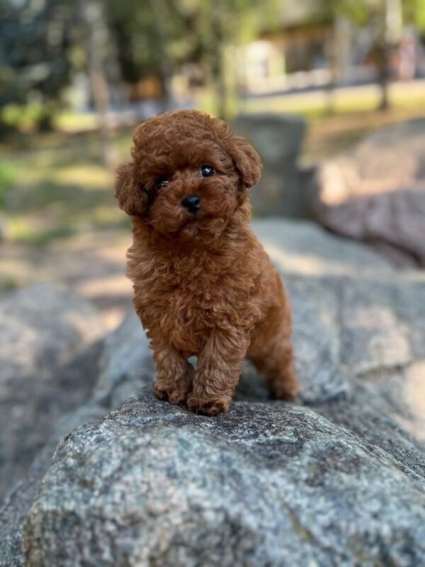Xia Toy Poodle Xia Toy Poodle