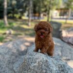 Xia-female-Poodle-puppy-for-sale-5