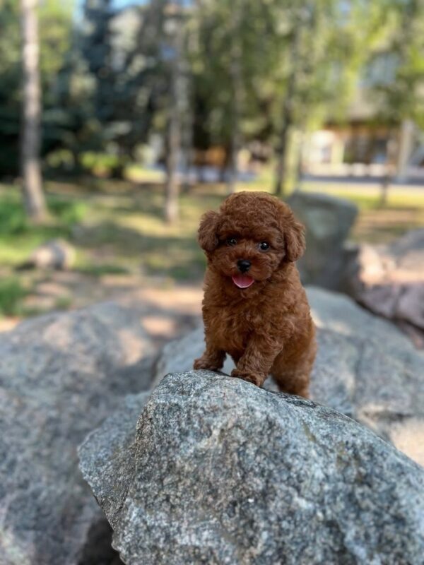 Xia Toy Poodle Xia Toy Poodle