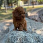 Xia-female-Poodle-puppy-for-sale-6