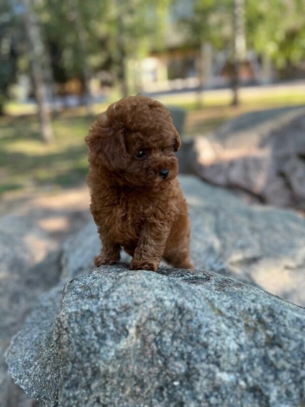Xia Toy Poodle Xia Toy Poodle