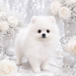 Yolka-female-Pomeranian-puppy-for-sale-1