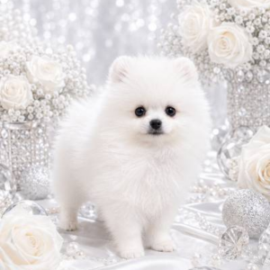 Yolka Pomeranian Yolka Pomeranian