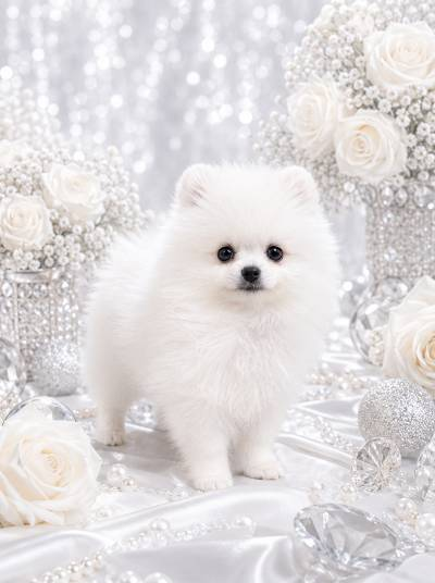 Yolka Pomeranian Yolka Pomeranian