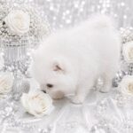Yolka-female-Pomeranian-puppy-for-sale-2
