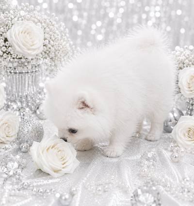 Yolka Pomeranian Yolka Pomeranian