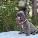 Zabina-female-french-bulldog-puppy-for-sale-1 (1)