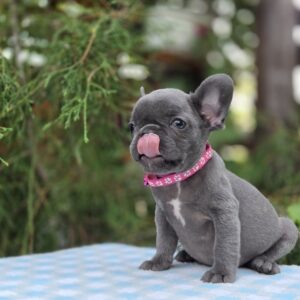 Zabina French Bulldog Zabina French Bulldog