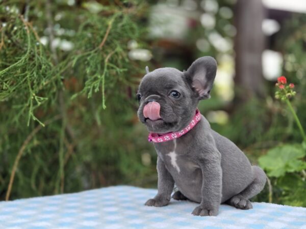 Zabina French Bulldog Zabina French Bulldog