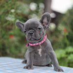 Zabina-female-french-bulldog-puppy-for-sale-1 (2)