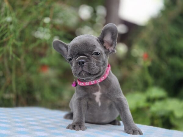 Zabina French Bulldog Zabina French Bulldog