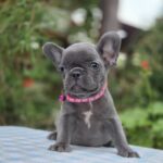 Zabina-female-french-bulldog-puppy-for-sale-1 (3)