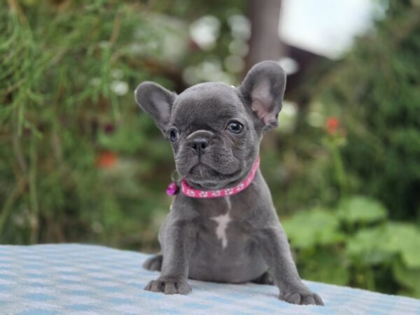 Zabina French Bulldog Zabina French Bulldog