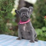 Zabina-female-french-bulldog-puppy-for-sale-1 (4)