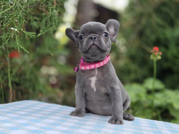 Zabina French Bulldog Zabina French Bulldog