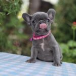 Zabina-female-french-bulldog-puppy-for-sale-1 (5)