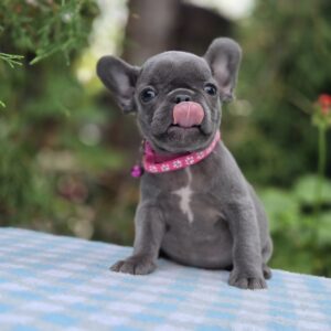 Zabina French Bulldog Zabina French Bulldog