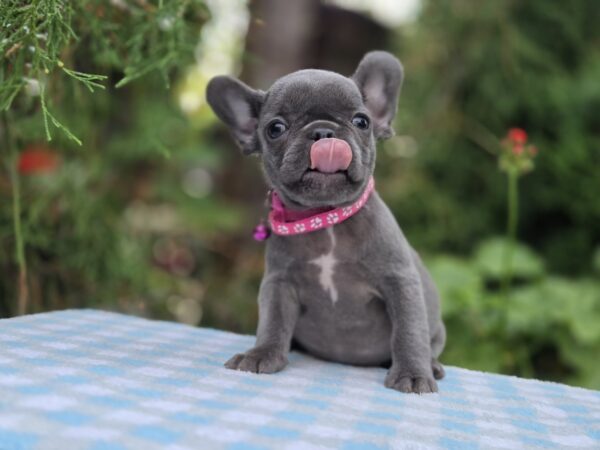 Zabina French Bulldog Zabina French Bulldog