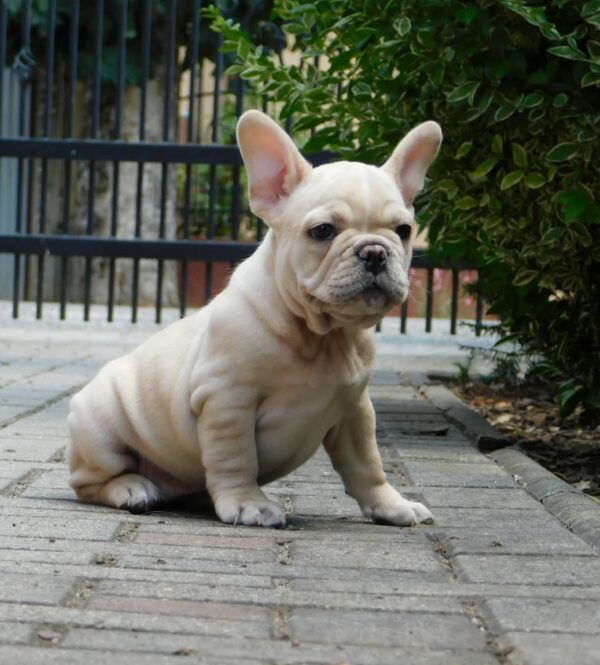 Zazis French Bulldog Zazis French Bulldog