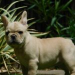 Zazi-female-french-bulldog-puppy-for-sale- (2)