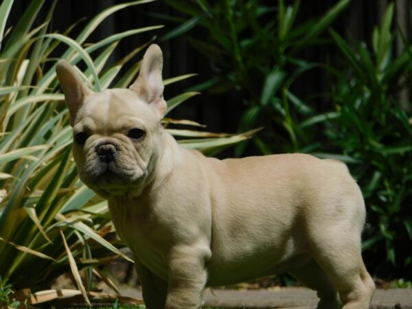 Zazis French Bulldog Zazis French Bulldog