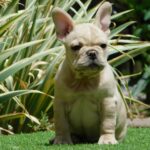 Zazi-female-french-bulldog-puppy-for-sale- (3)