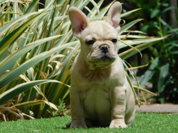 Zazis French Bulldog Zazis French Bulldog