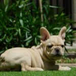 Zazi-female-french-bulldog-puppy-for-sale- (4)