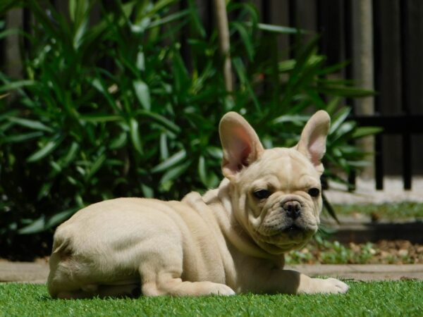 Zazis French Bulldog Zazis French Bulldog