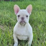 Zhadar-male-french-bulldog-puppy-for-sale-1 (1)