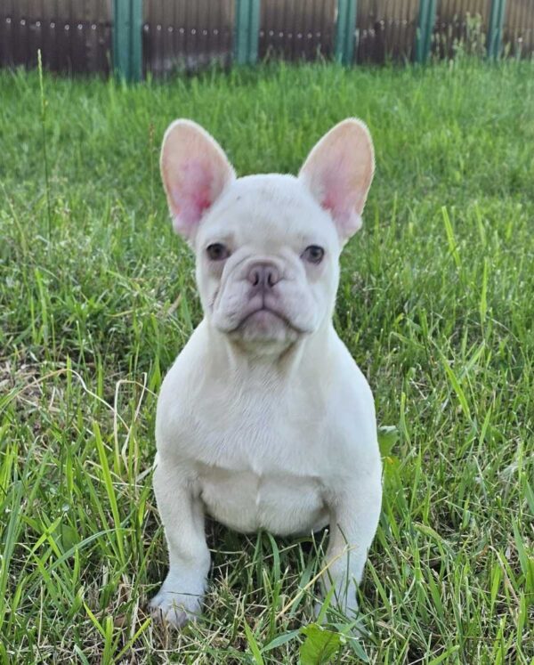 Zhadar French Bulldog Zhadar French Bulldog