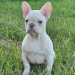 Zhadar-male-french-bulldog-puppy-for-sale-1 (2)
