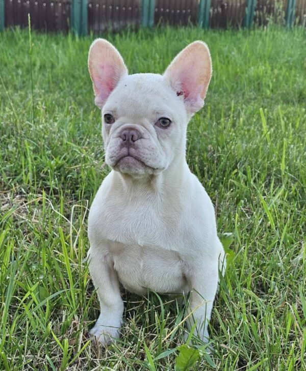 Zhadar French Bulldog Zhadar French Bulldog