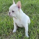 Zhadar-male-french-bulldog-puppy-for-sale-1 (3)